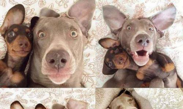 chiens.selfie.jpg